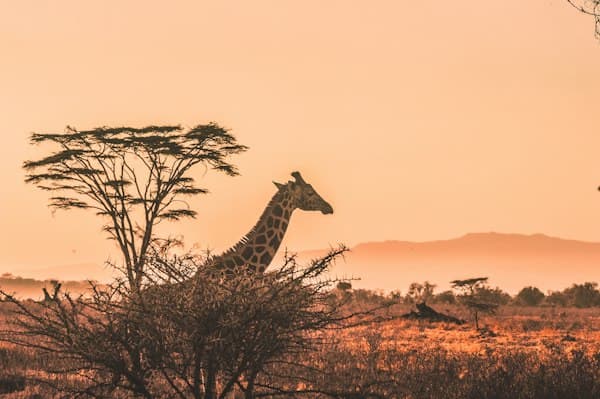 Ngorongoro